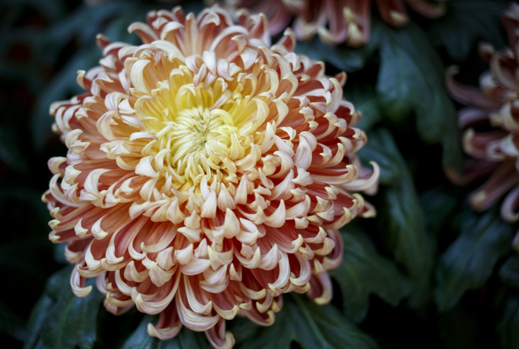 Check out the Fall Chrysanthemum Show